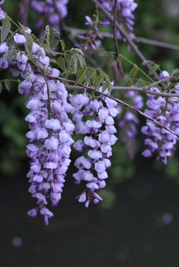 紫色花朵紫色花圖片