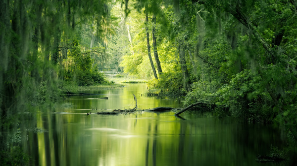 湿地沼泽风景图片