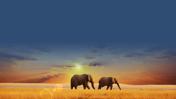非洲日落下的大象图片