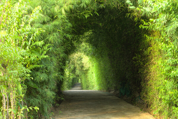 美丽的竹林小道图片