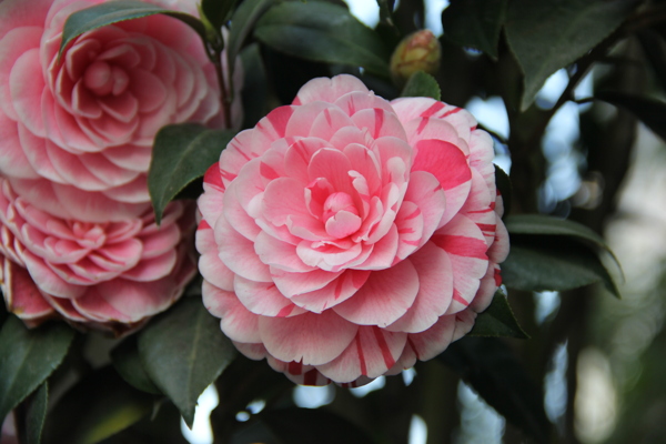 茶花圖片