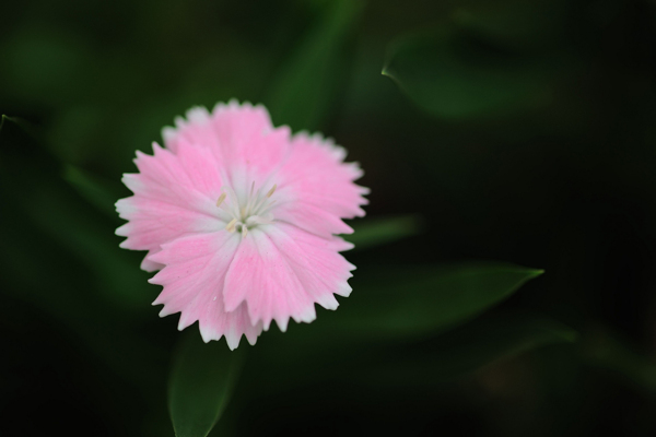位圖植物攝影寫實(shí)花卉花朵數(shù)碼照片免費(fèi)素材