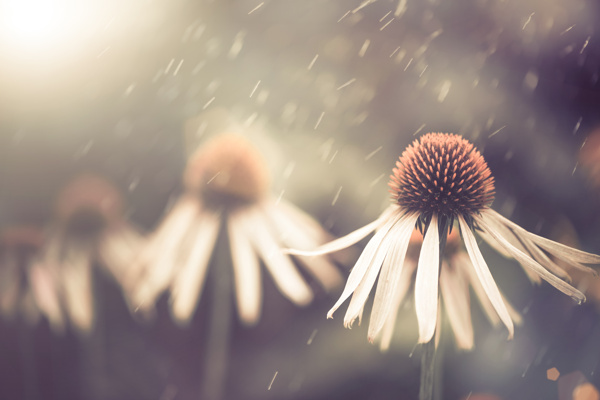 雨滴與鮮花