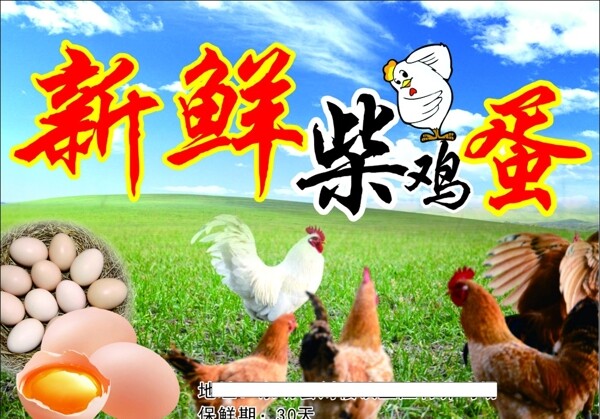 柴雞蛋