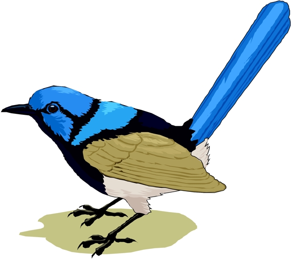 矢量逼真鳥類動物11