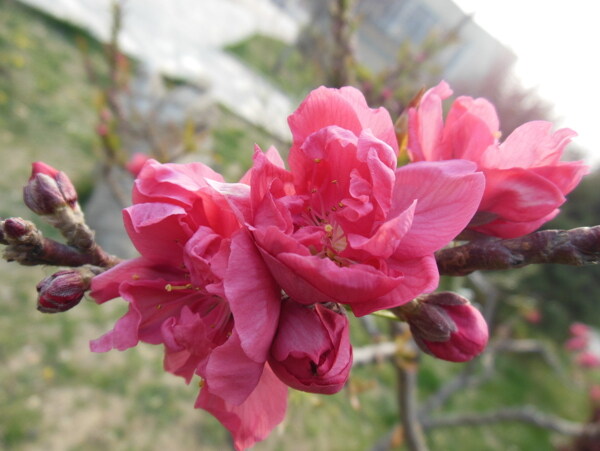 梅花圖片