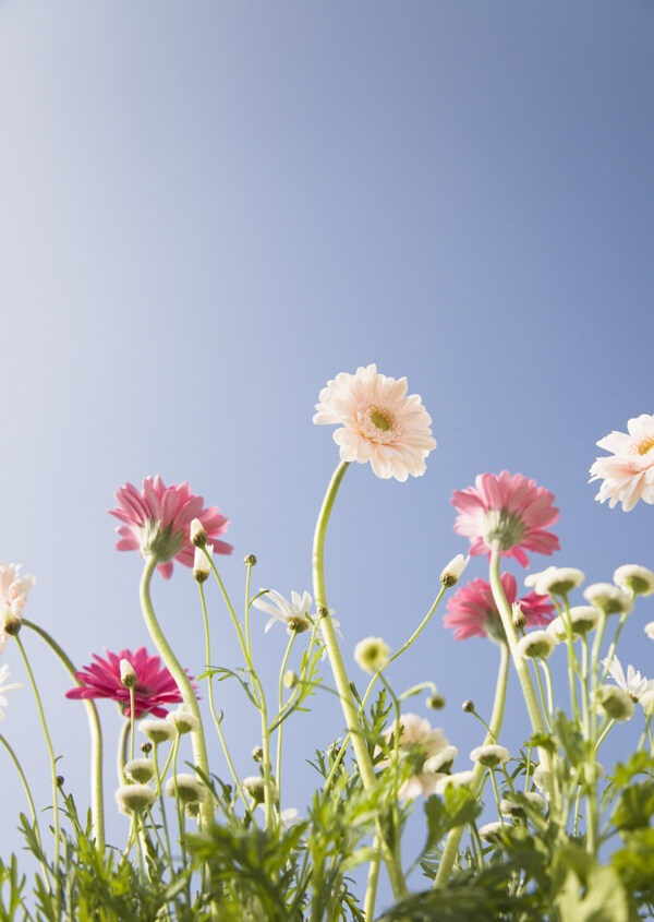 花朵里的藍(lán)天