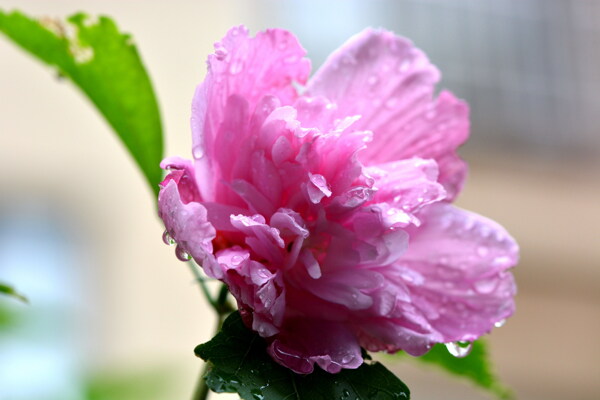雨后粉色木芙蓉图片