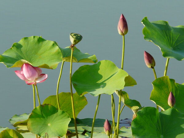 荷花池圖片