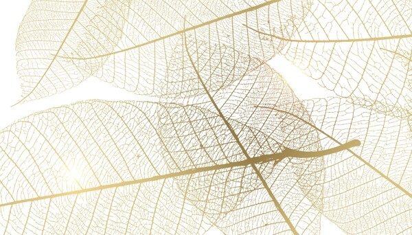 树叶脉络图片