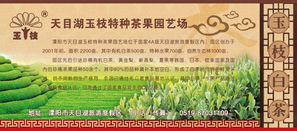 玉枝白茶圖片