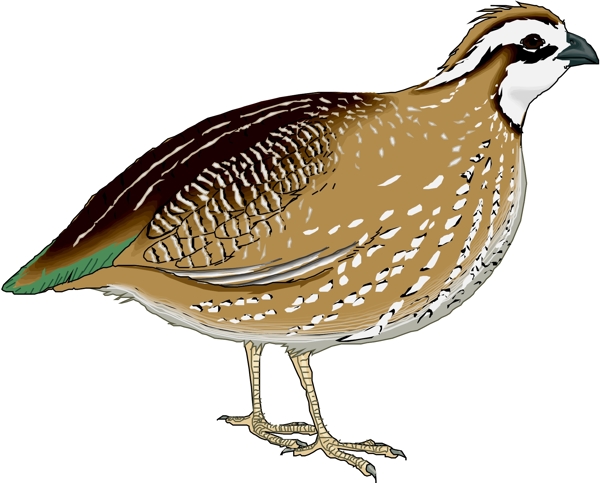 矢量逼真鳥類動(dòng)物206