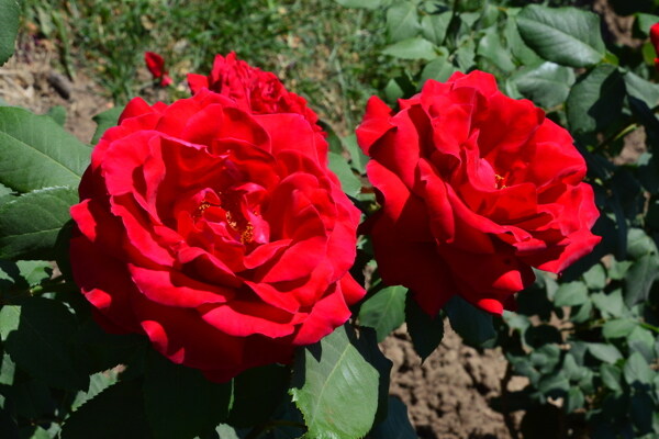 月季花