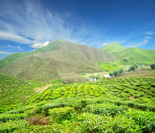茶園山圖片