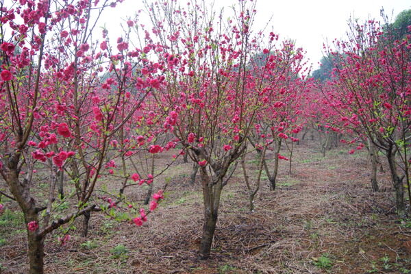 桃花園圖片