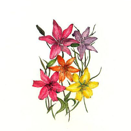 位圖植物寫(xiě)意花卉花朵百合免費(fèi)素材