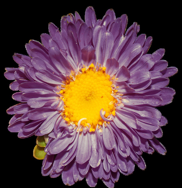 13种漂亮盛开的真实鲜花花朵Photoshop笔刷
