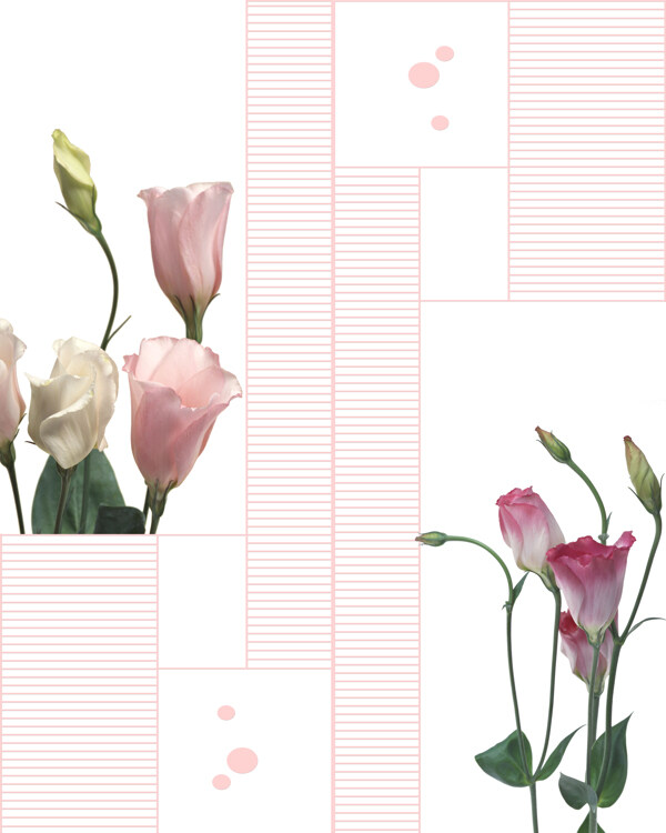 百合花