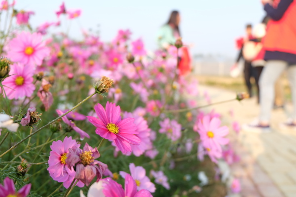 格桑花圖片
