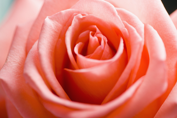 盛放的粉红玫瑰花图片图片