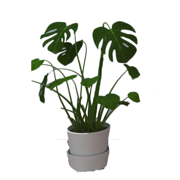 卡通盆栽植物下載