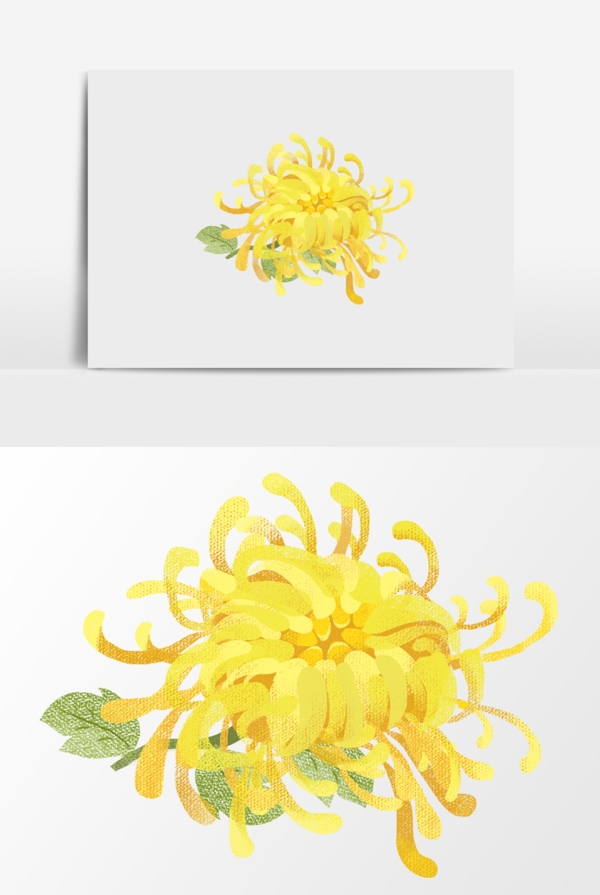 菊花手绘图
