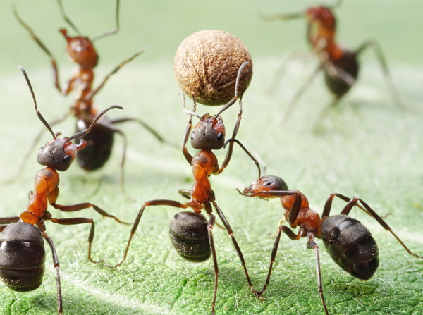 搬着食物的蚂蚁图片