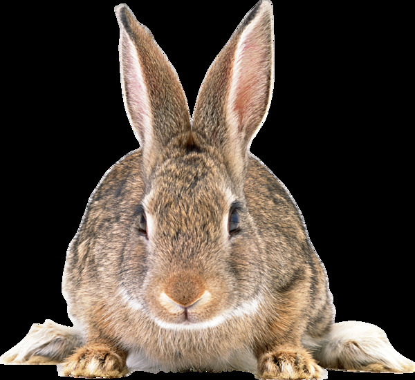 杂毛兔子正面图免抠png透明图层素材