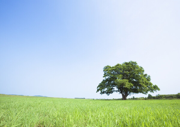 草地上的一棵独树高清图片