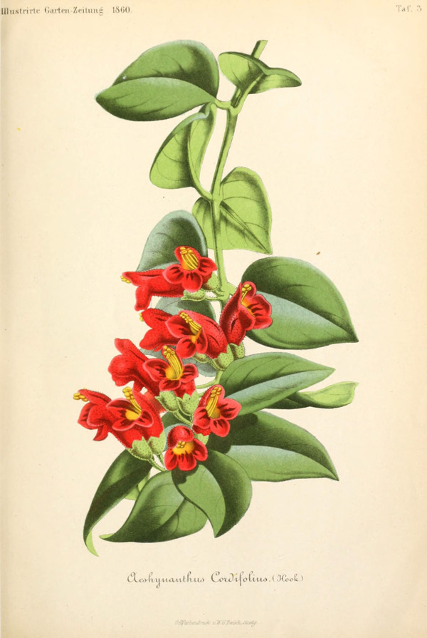 植物插畫(huà)