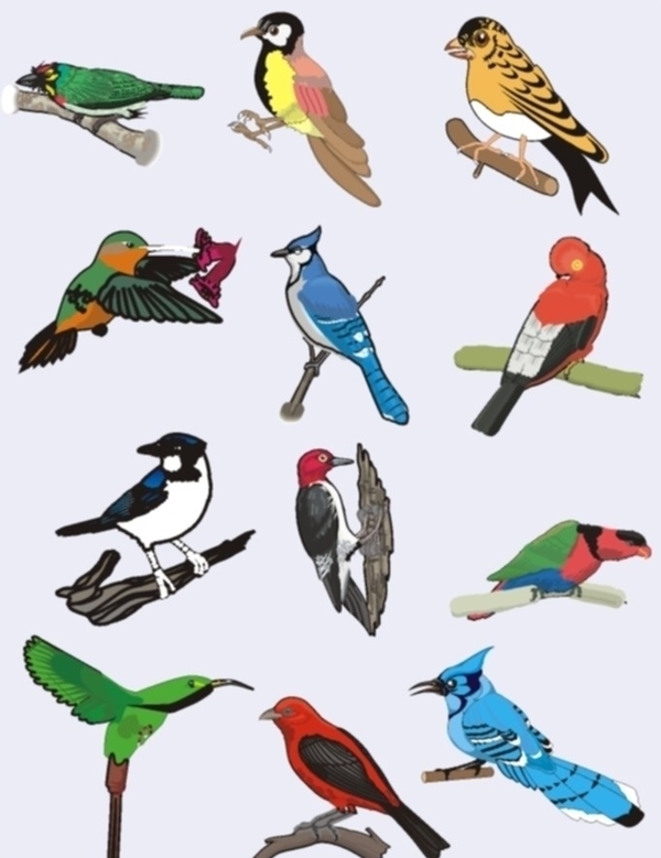 12款色彩绚丽的矢量鸟图片