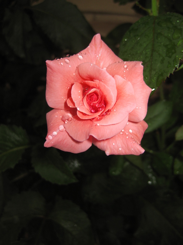 月季花圖片