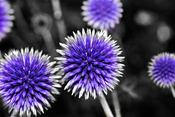 紫色花球