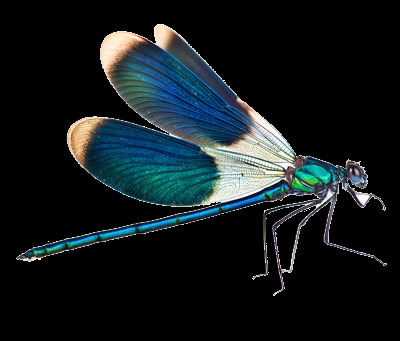 蜻蜓PNG素材设计其他