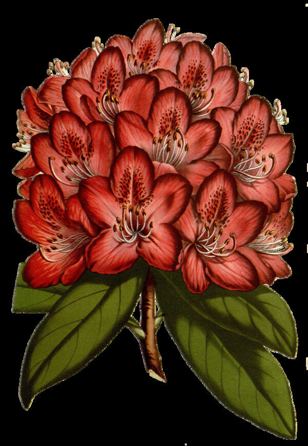 分野花朵卡通透明素材