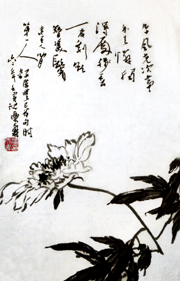 芍藥圖圖片