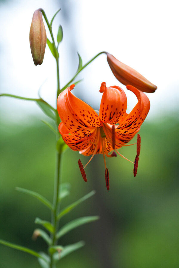 位圖植物攝影寫(xiě)實(shí)花卉花朵百合免費(fèi)素材