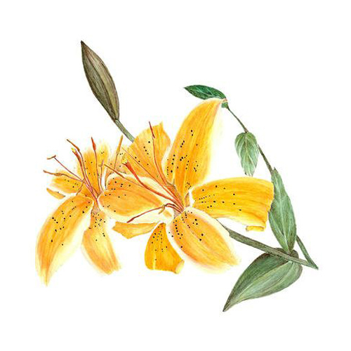 位圖植物寫(xiě)意花卉花朵百合免費(fèi)素材
