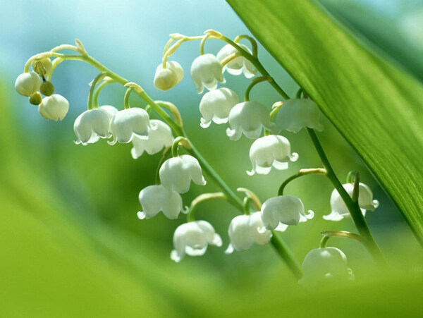 白花