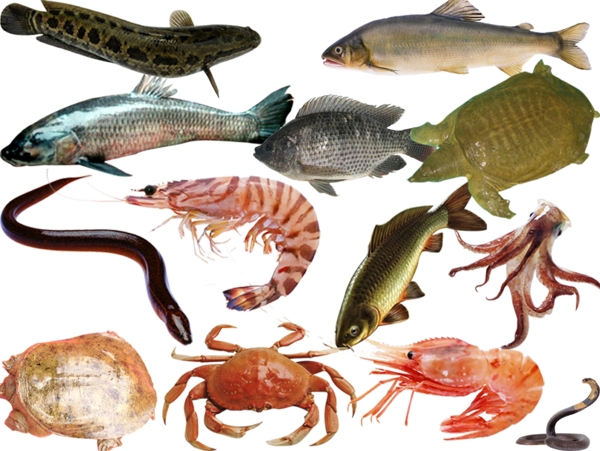 魚類海鮮圖片
