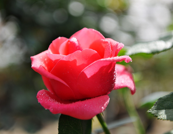 月季花圖片
