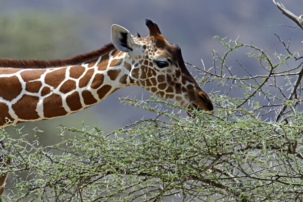 吃食的长颈鹿图片