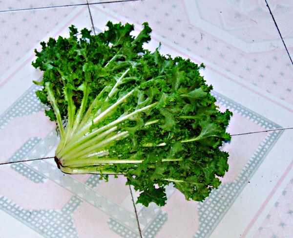 苦菊蔬菜圖片