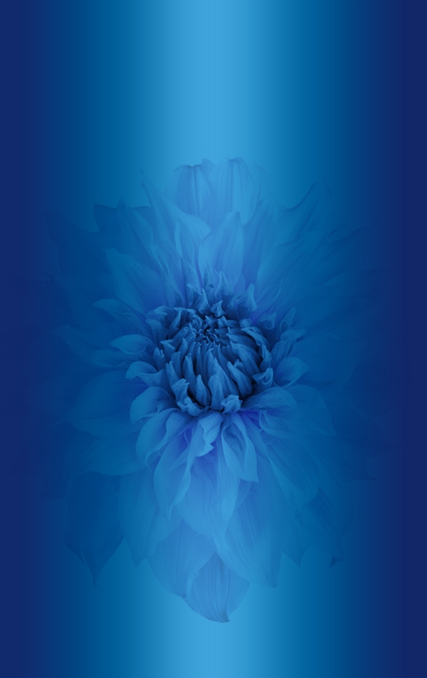 蓝色菊花图案背景展板设计