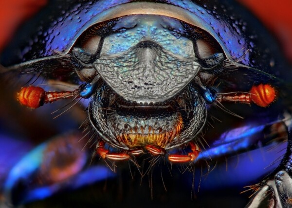 甲壳虫微距摄影