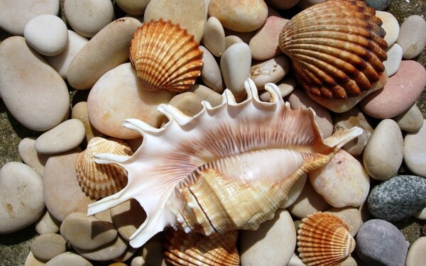 海螺贝壳图片