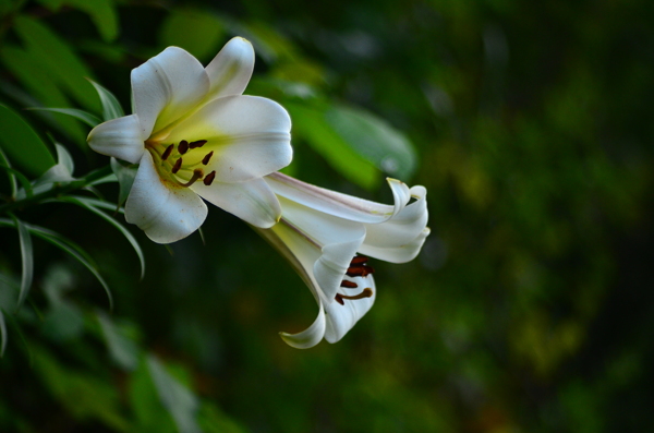 百合花