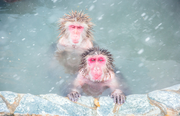 猴子泡温泉