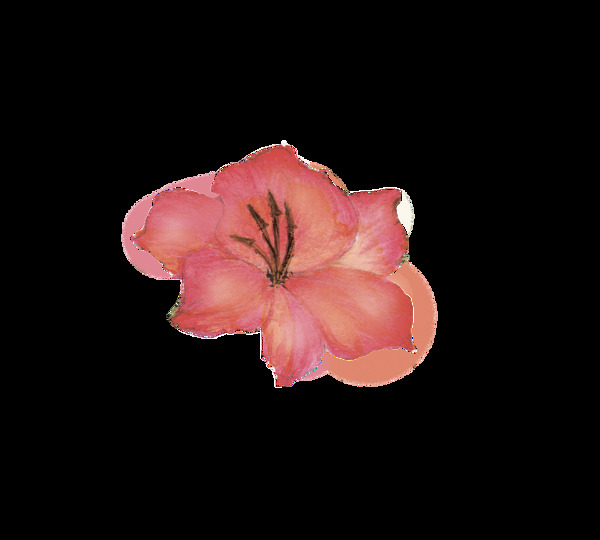 水紅花瓣透明裝飾素材