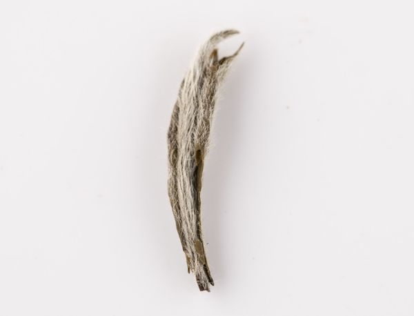 福鼎白茶